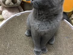 -猫大福·Fortune Cat猫舍(百子湾店)