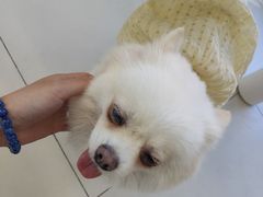 -怪兽屋·羊驼·猫咖·狗咖(俊华广场店)