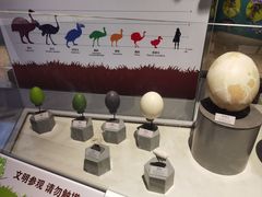 -正佳自然科学博物馆