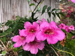 -优游吧斯邹族文化部落