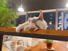 -Cappucimeow猫咪咖啡馆(韦伯时代店)