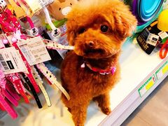 -PETKIT小佩宠物(古北店)