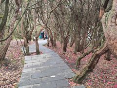 -贵州百里杜鹃风景名胜区
