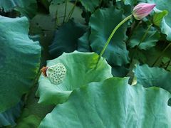 -军山湖云水间生态农业旅游景区