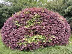 -杭州植物园
