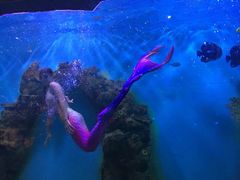 -瑞德姆美人鱼海底演艺主题餐厅(亚龙湾店)