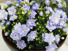 -朝来春花卉市场