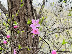 -上海佘山国家森林公园西佘山园