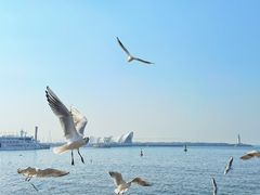 -青岛奥林匹克帆船中心