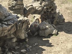 -横道河子东北虎林园