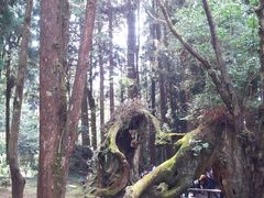 -阿里山神木遗迹