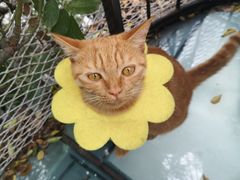 -喵屿·大理花园猫咖