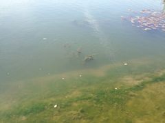 iphone_upload_pic-新江湾城公园