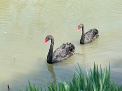-荷兰花海