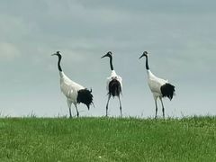 -黑龙江扎龙生态旅游区