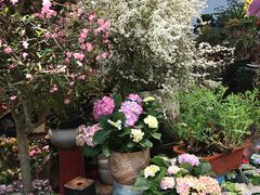 -双季花艺园艺市场(浦东店)