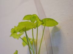 -红小满休闲餐厅(十全街店)