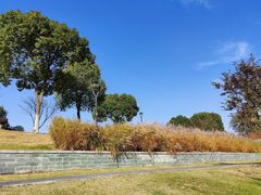 -羊山湖公园