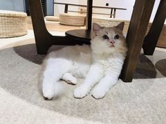 -瞄一喵猫咖(格力海岸店)