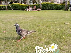 -白鹭洲公园