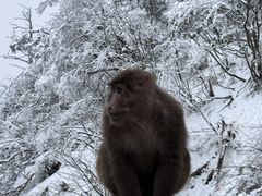 -峨眉山风景名胜区
