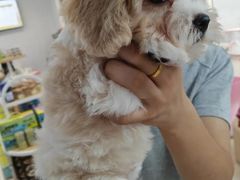 -翊宠yipet猫狗购宠庄园犬舍•猫舍