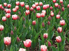 -玄武湖景区-情侣园游乐场