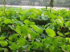 -西湖外事游船(花港观鱼码头)