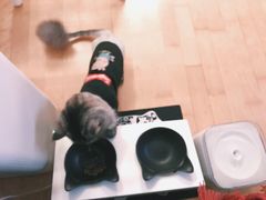 -猫大福·Fortune Cat猫舍(百子湾店)