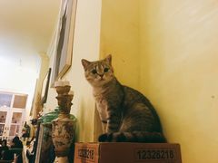 -猫色咖啡·猫咖