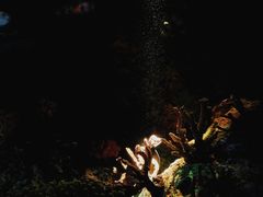 -上海海洋水族馆