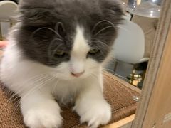 -飞行喵MR PILOT|猫舍·猫咖(静安大融城店)