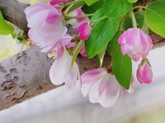 -海棠花溪(元大都城垣遗址公园)