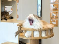 -有喵·猫咖·狗咖·30几只猫10只小狗(岗厦店)