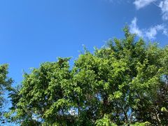 -海南热带雨林国家公园吊罗山景区