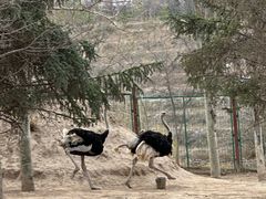 -青藏高原野生动物园