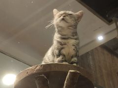 -more than meow吴止猫主题餐厅(承德 中船汇店)