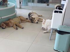 -怪兽屋·羊驼·猫咖·狗咖(俊华广场店)