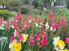 -上海鲜花港