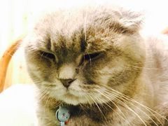 -猫色咖啡·猫咖