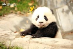 点击看大图 -HD HAIR STYLE