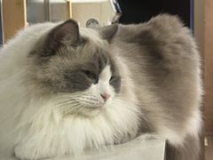 -MOCHA明星猫咖(田子坊店)