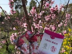 -南汇桃花村