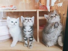 -猫的茶·猫咖