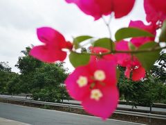 -明仕田园