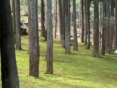 -玉苍山国家森林公园