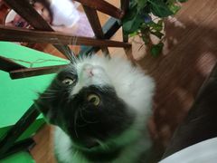 -李小姐の猫咖啡馆(五角场店)