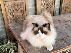 -喵屿·大理花园猫咖