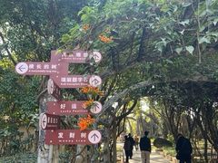 -独树成林