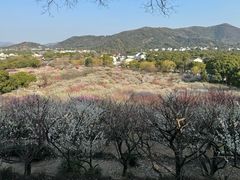 -香雪海